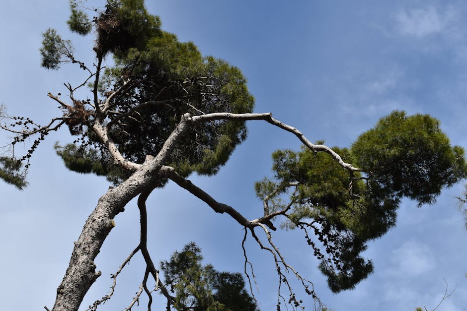 Tree-lined urban setting representing long-term care of managed green spaces.